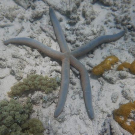 Wasini Raha Snorkeling And Diving Apartment Ngoại thất bức ảnh
