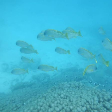 Wasini Raha Snorkeling And Diving Apartment Ngoại thất bức ảnh