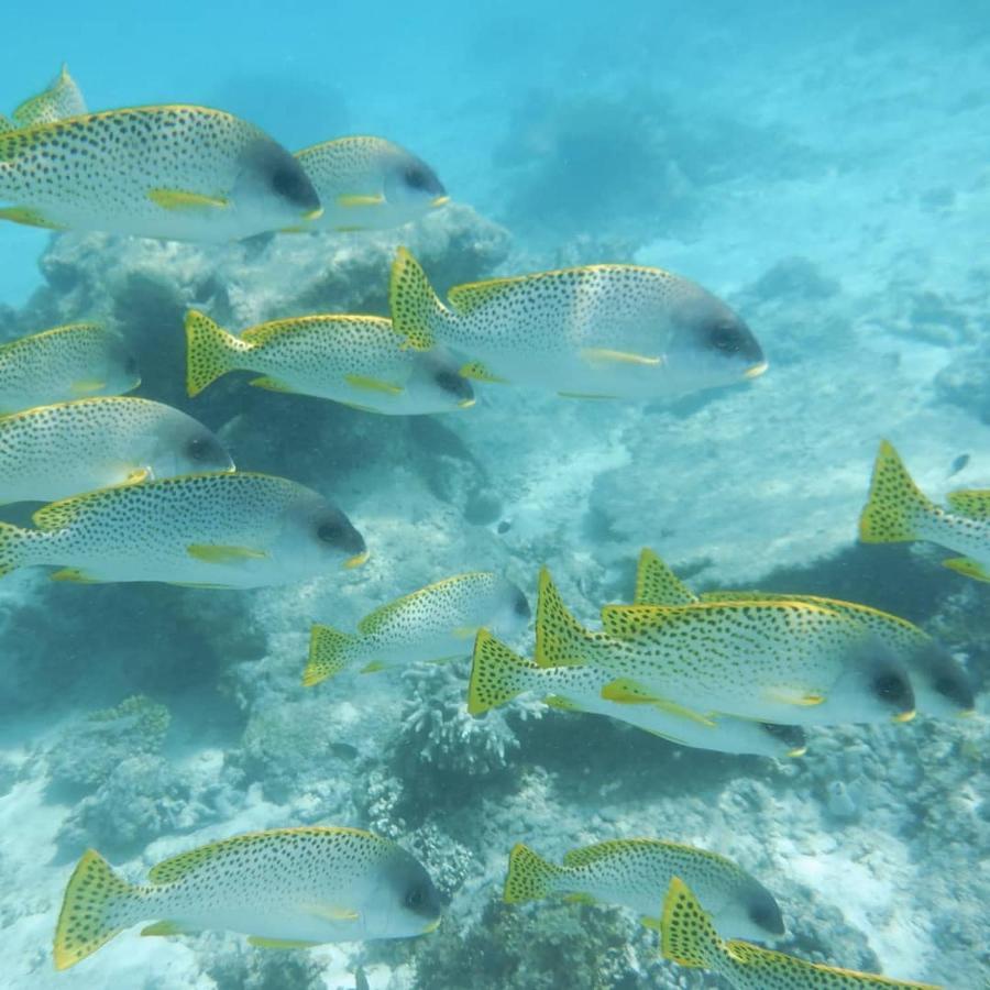 Wasini Raha Snorkeling And Diving Apartment Ngoại thất bức ảnh
