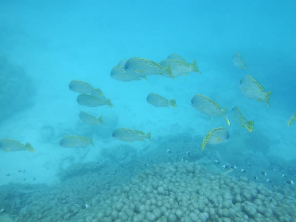 Wasini Raha Snorkeling And Diving Apartment Ngoại thất bức ảnh