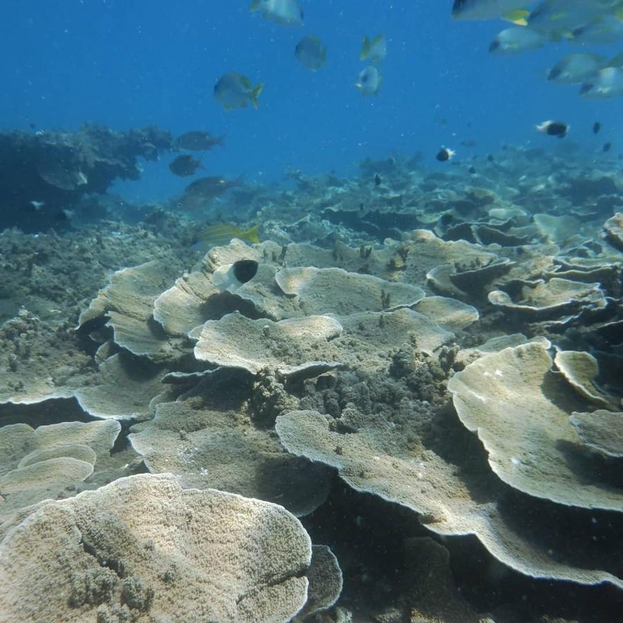 Wasini Raha Snorkeling And Diving Apartment Ngoại thất bức ảnh