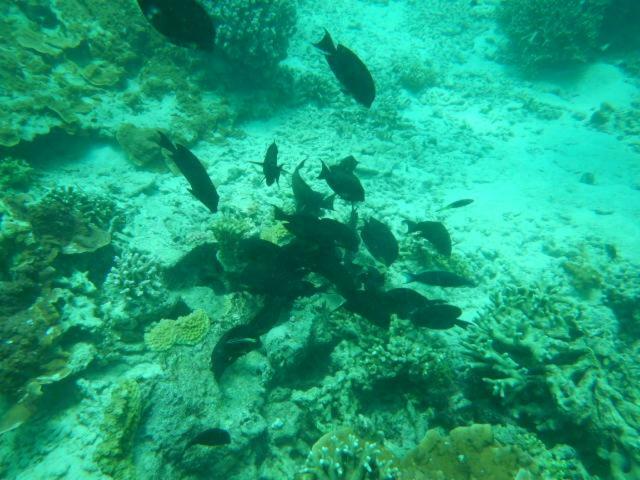 Wasini Raha Snorkeling And Diving Apartment Ngoại thất bức ảnh