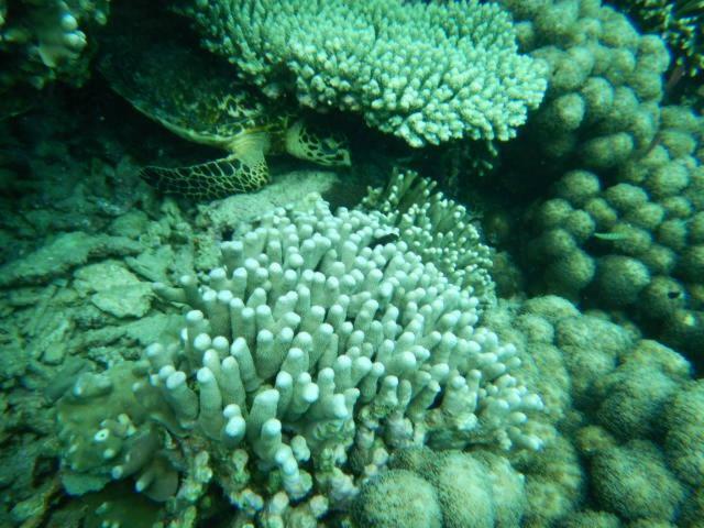 Wasini Raha Snorkeling And Diving Apartment Ngoại thất bức ảnh